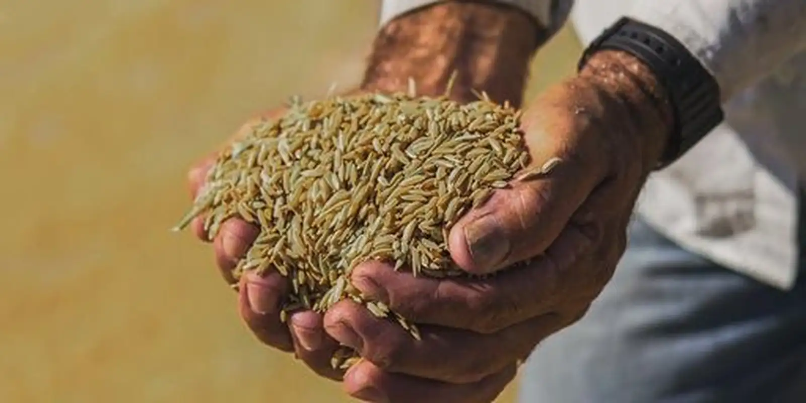 Conab investirá R$ 17 milhões em produção familiar de arroz