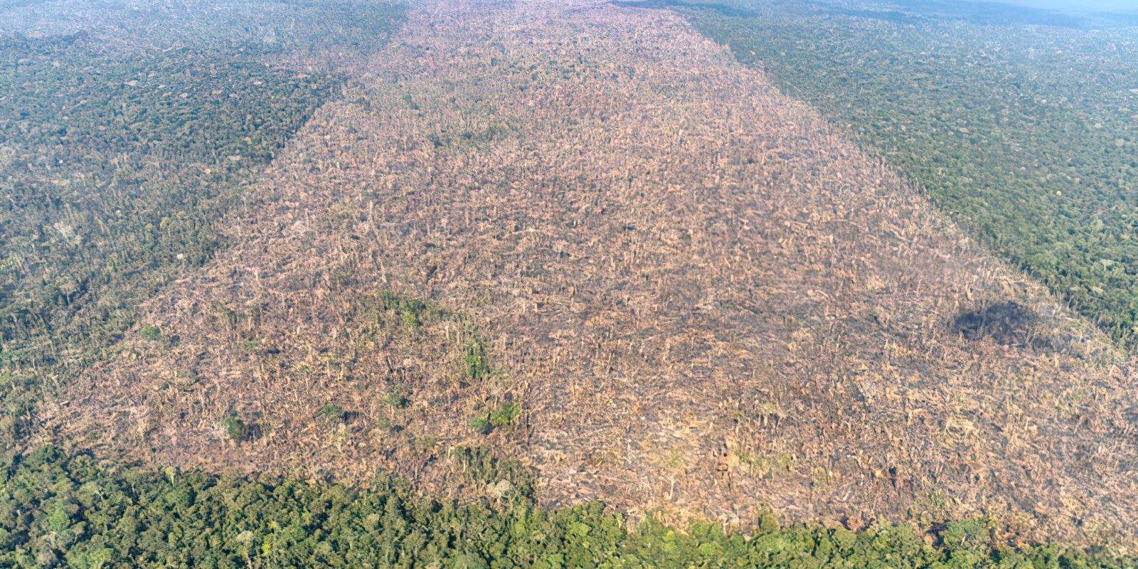 Desmatamento sobe na Amazônia, mas cai no Cerrado e no Pantanal