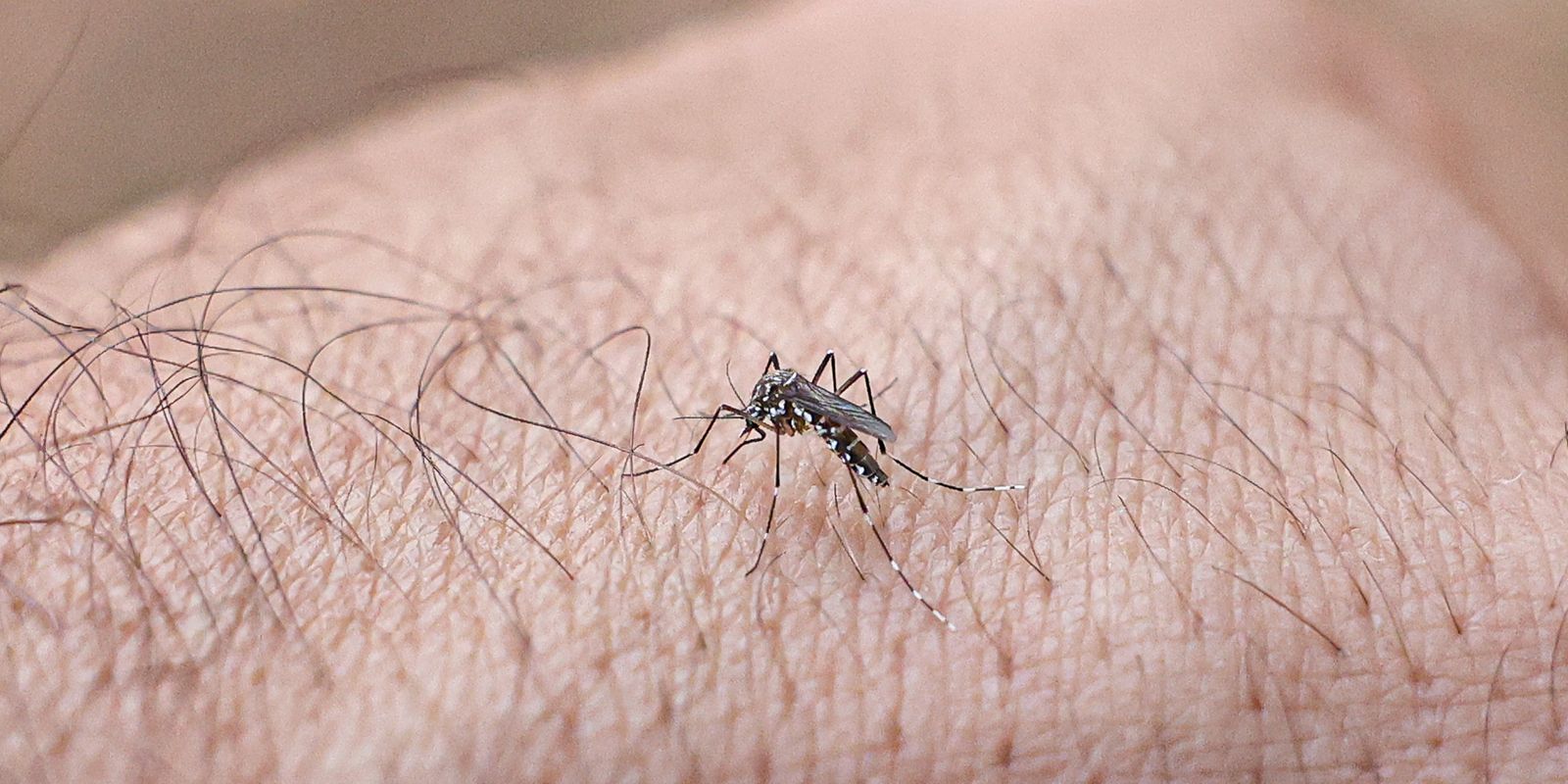 Pesquisa define nova nomenclatura para vírus da dengue