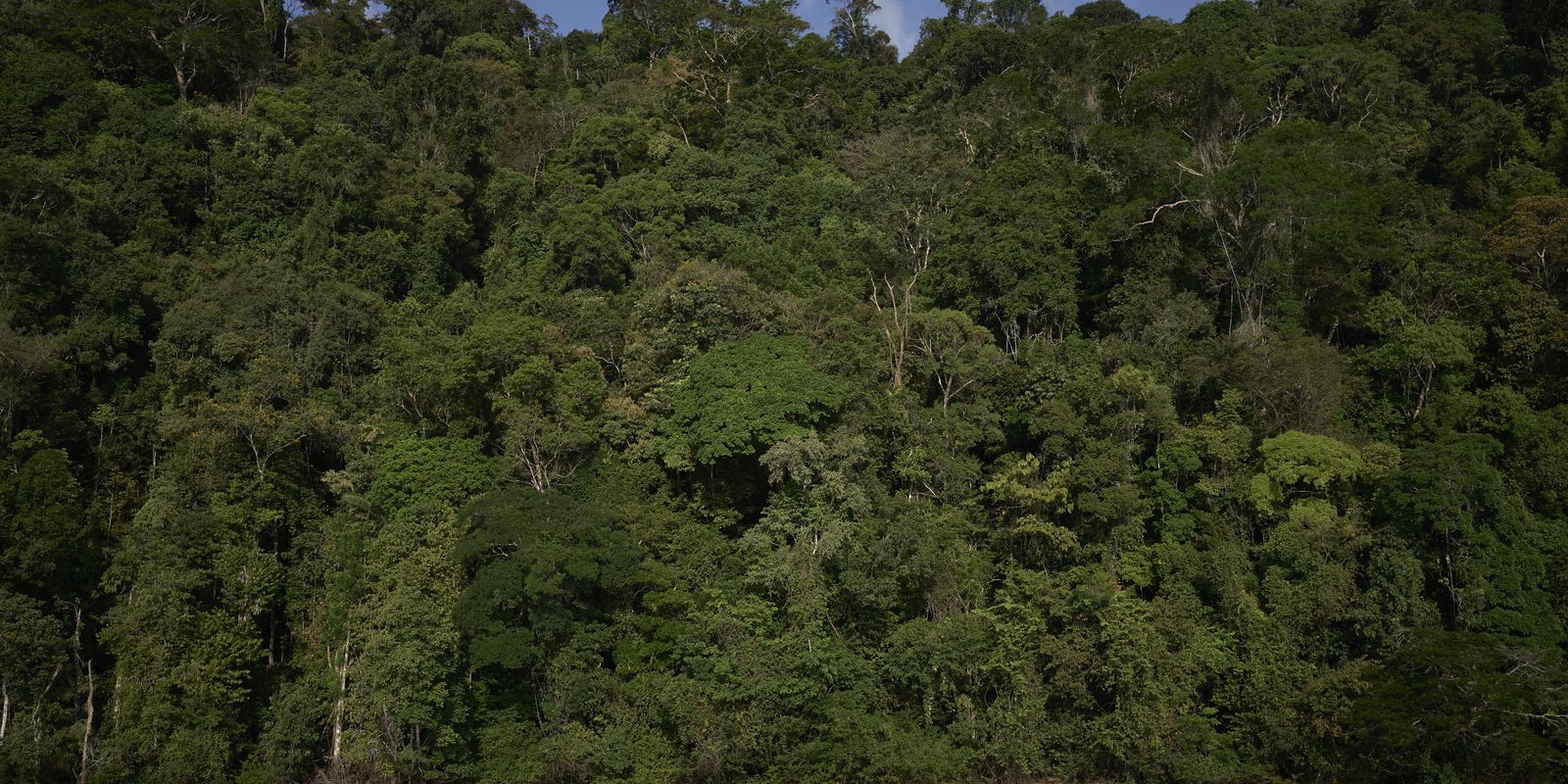 Trilha na Amazônia, com 460 km, será inaugurada na COP30