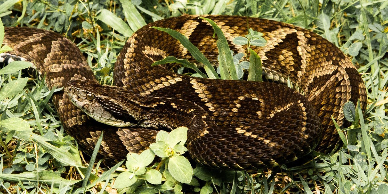 Fiocruz prevê substituir camundongos em testes antiveneno de serpentes
