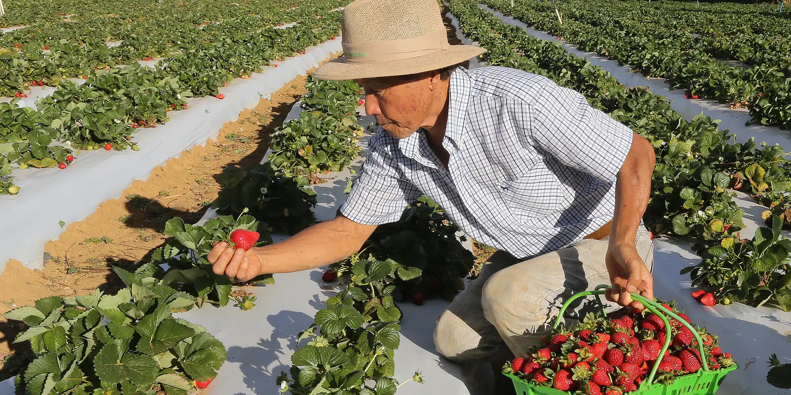 Governo inicia pagamento do Garantia-Safra referente à safra 2024/2025