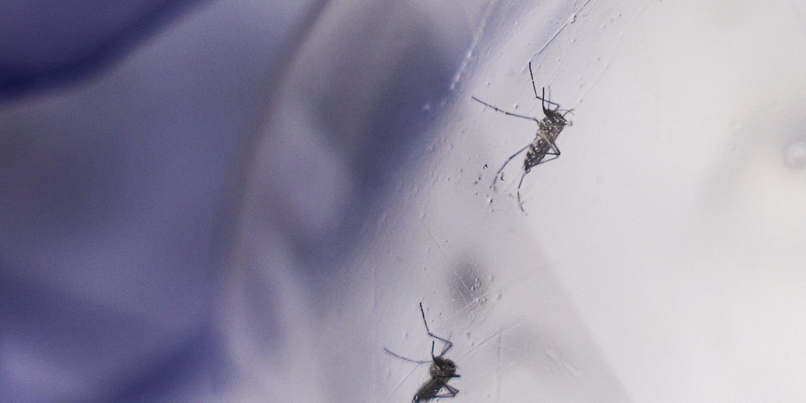 Dengue é o tema da 1ª chamada da Coalizão Global, Idealizada no G20