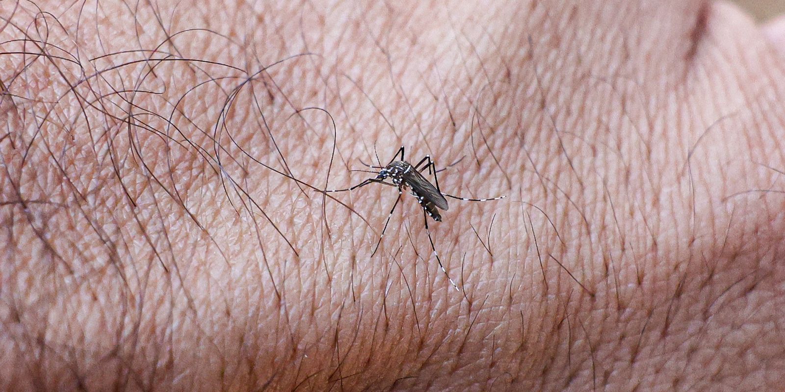 Dengue leva São Raimundo Nonato – PI a declarar estado de emergência