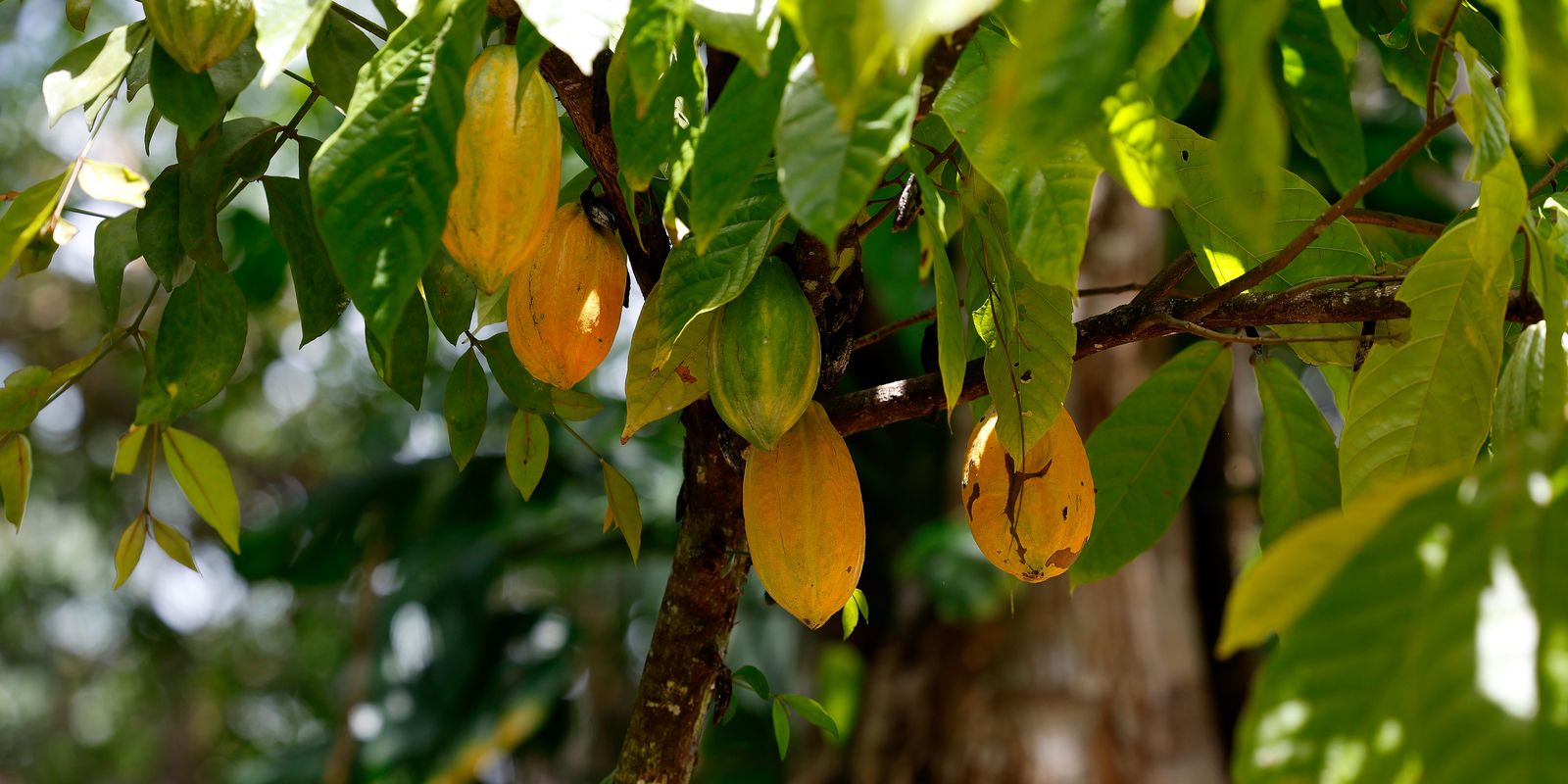 Brasil é destaque em encontro mundial da indústria do cacau