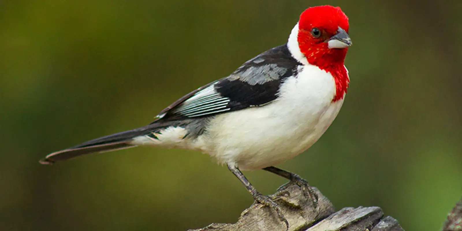 Galo-de-campina é o animal silvestre mais traficado de Pernambuco
