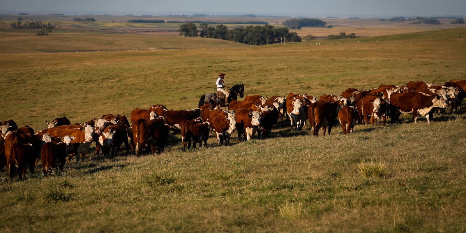 EUA ampliam cota de importação de carnes; Brasil pode se beneficiar