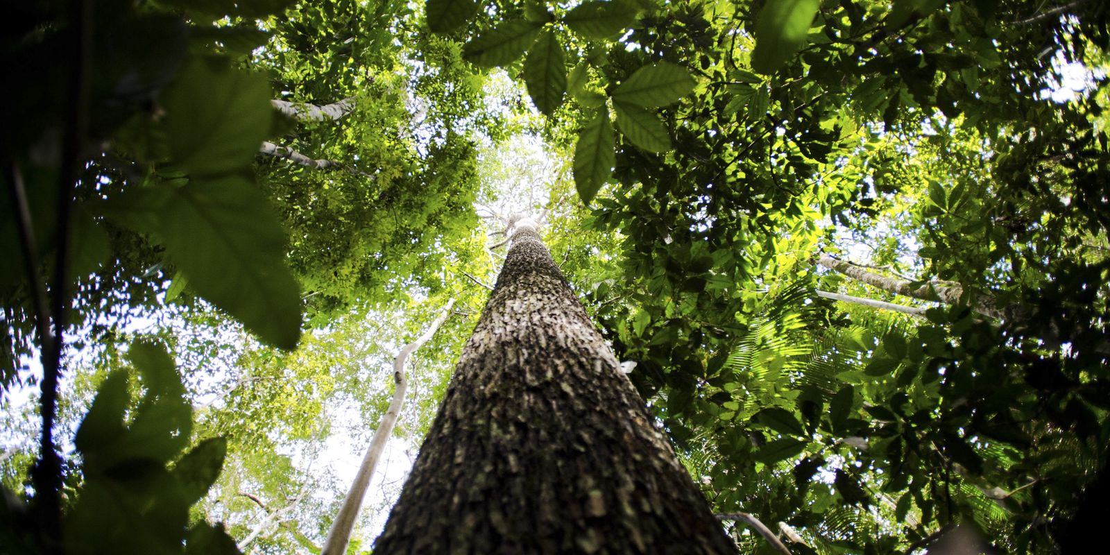 Falta de água pode prejudicar mais as plantas do que o calor