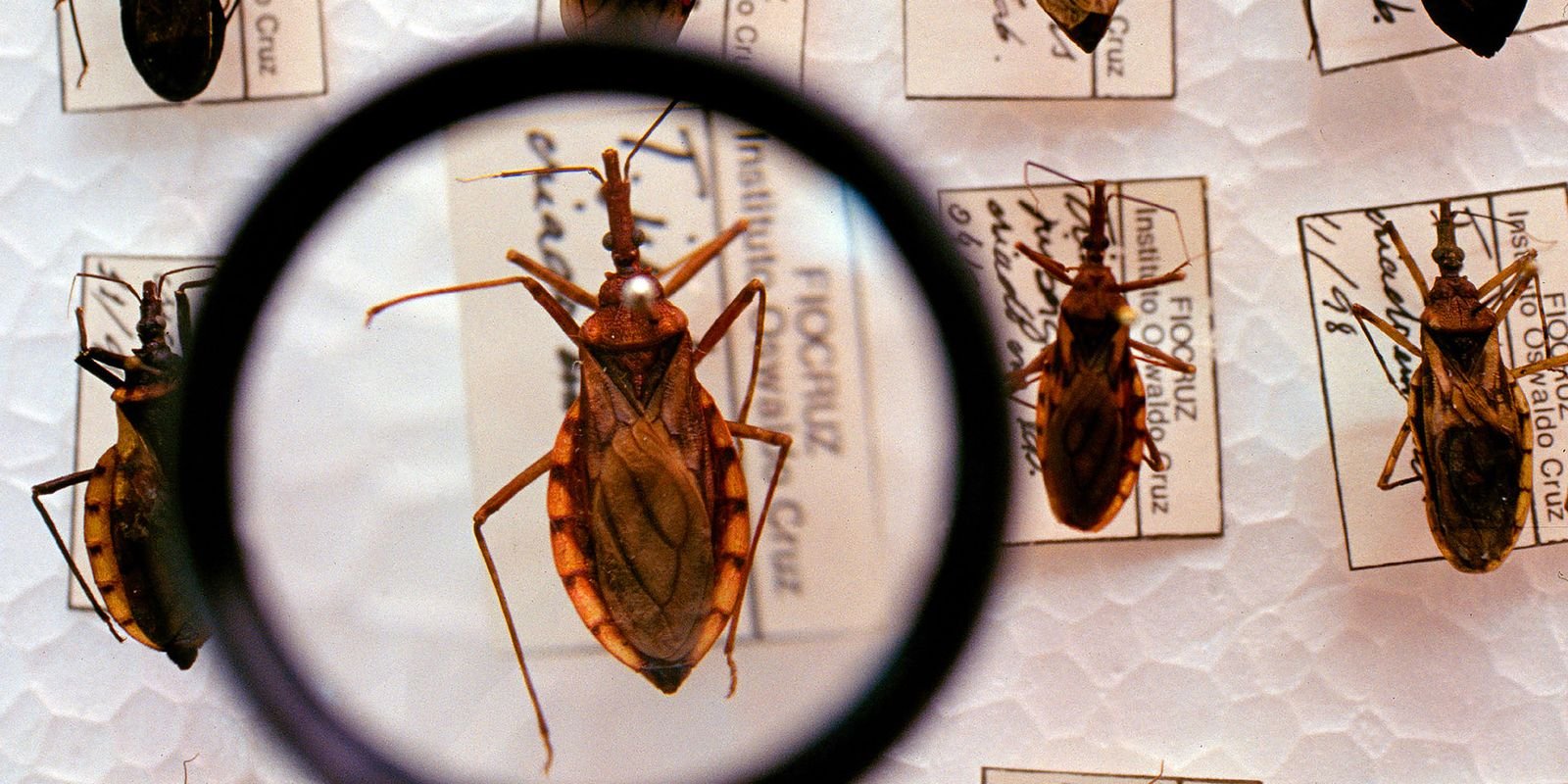 Projeto Cuida Chagas da Fiocruz faz busca casos de infecções de bebês
