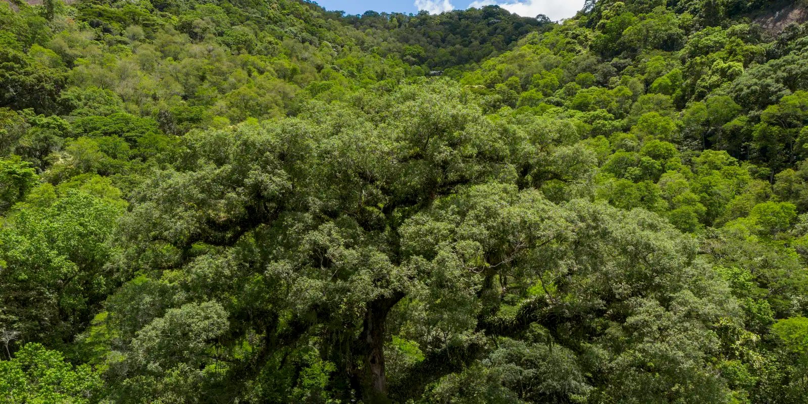 Um quarto da Mata Atlântica é de vegetação secundária, diz MapBiomas