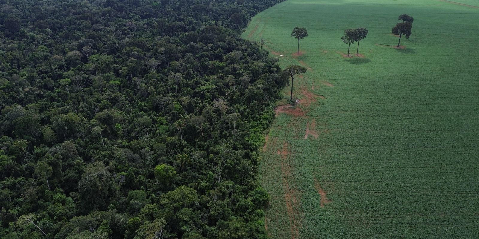 Agro cresce 561% no entorno de áreas protegidas na Amazônia em 41 anos